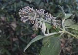 genus Buddleja. Верхушка веточки с отцветшим соцветием. Испания, автономное сообщество Каталония, провинция Жирона, комарка Баш-Эмпорда, муниципалитет Палафружель, ботанический сад \"Кап-Роч\". 19.03.2023.