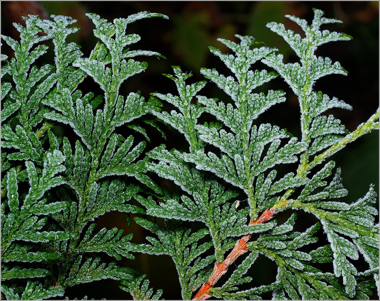 Изображение особи Thuja occidentalis.