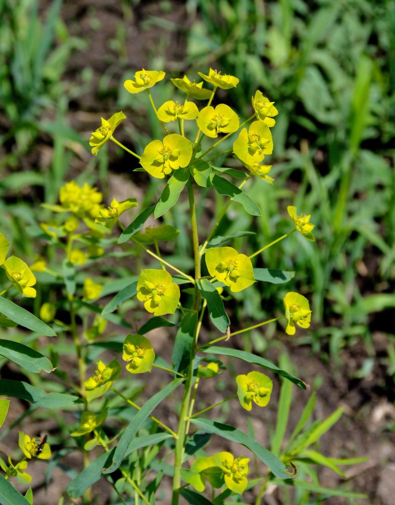 Изображение особи Euphorbia virgata.