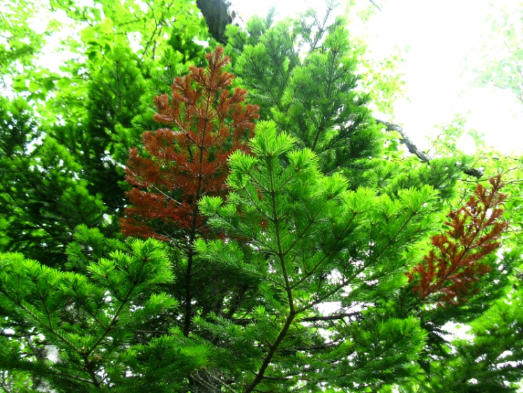 Image of Abies gracilis specimen.