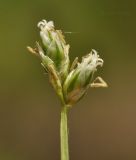 genus Carex. Верхушка побега с соцветием. Приморский край, Лазовский р-н, окр. дер. Глазковка, кордон Лазовского заповедника, заболоченный берег р. Просёлочная. 27.05.2023.