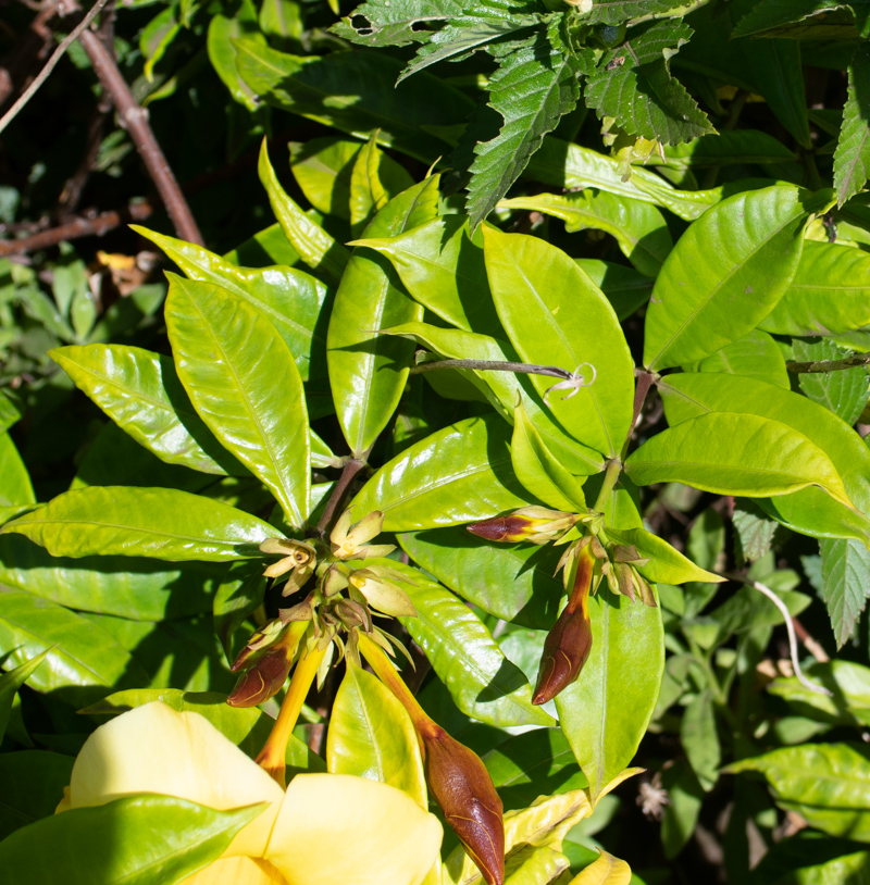 Image of Allamanda schottii specimen.