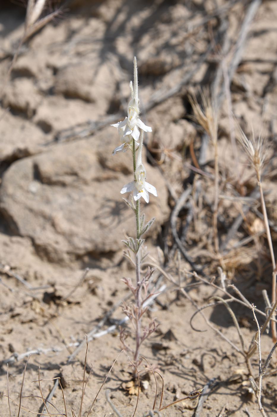 Image of Delphinium leptocarpum specimen.