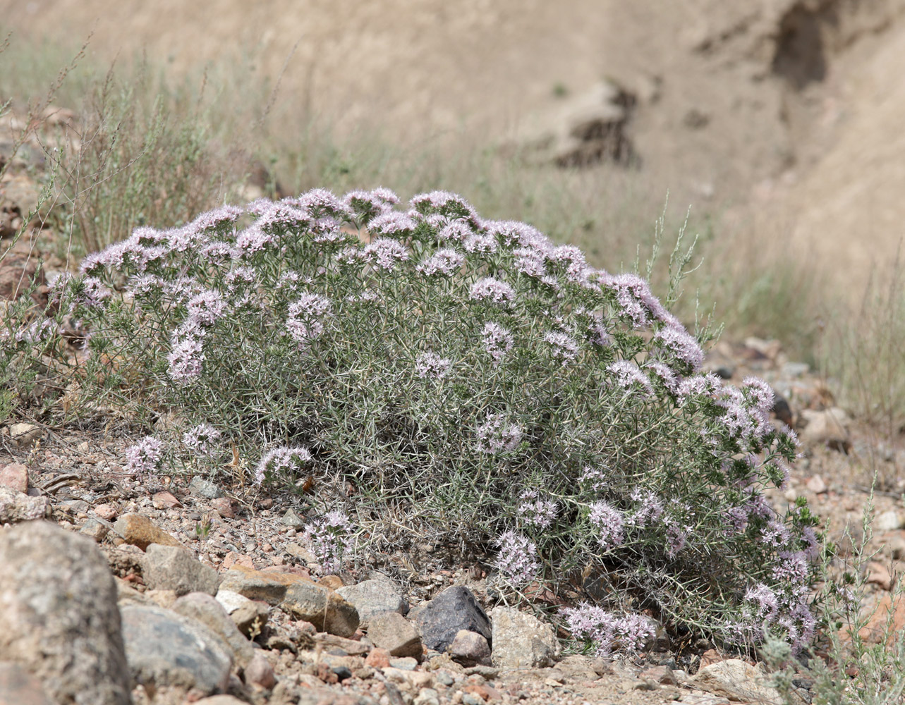 Изображение особи Acanthophyllum pungens.