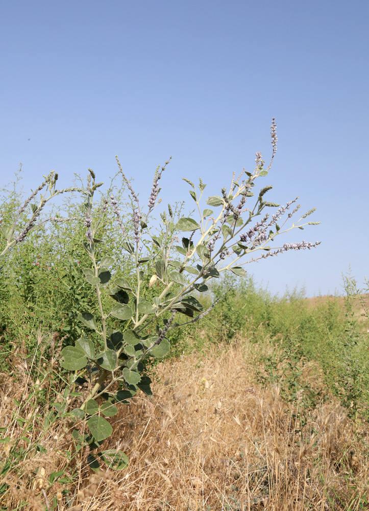 Изображение особи Psoralea drupacea.