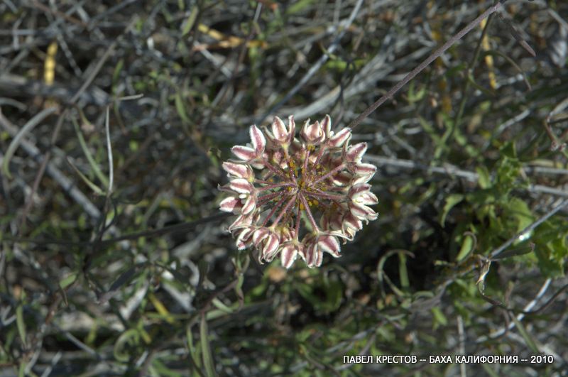 Image of Funastrum arenarium specimen.