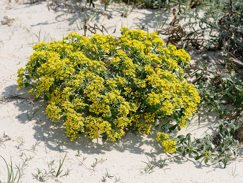 Image of Odontarrhena tortuosa specimen.