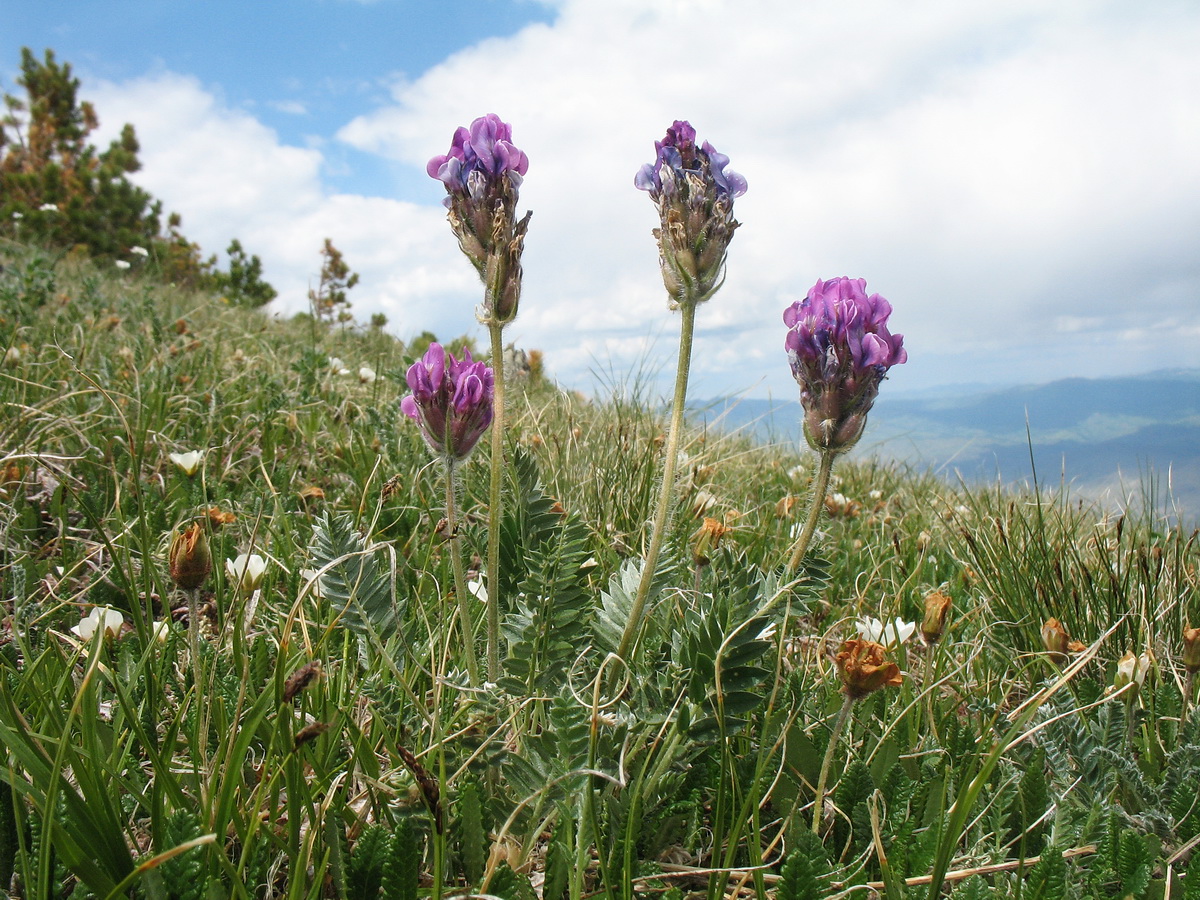 Изображение особи Oxytropis ambigua.