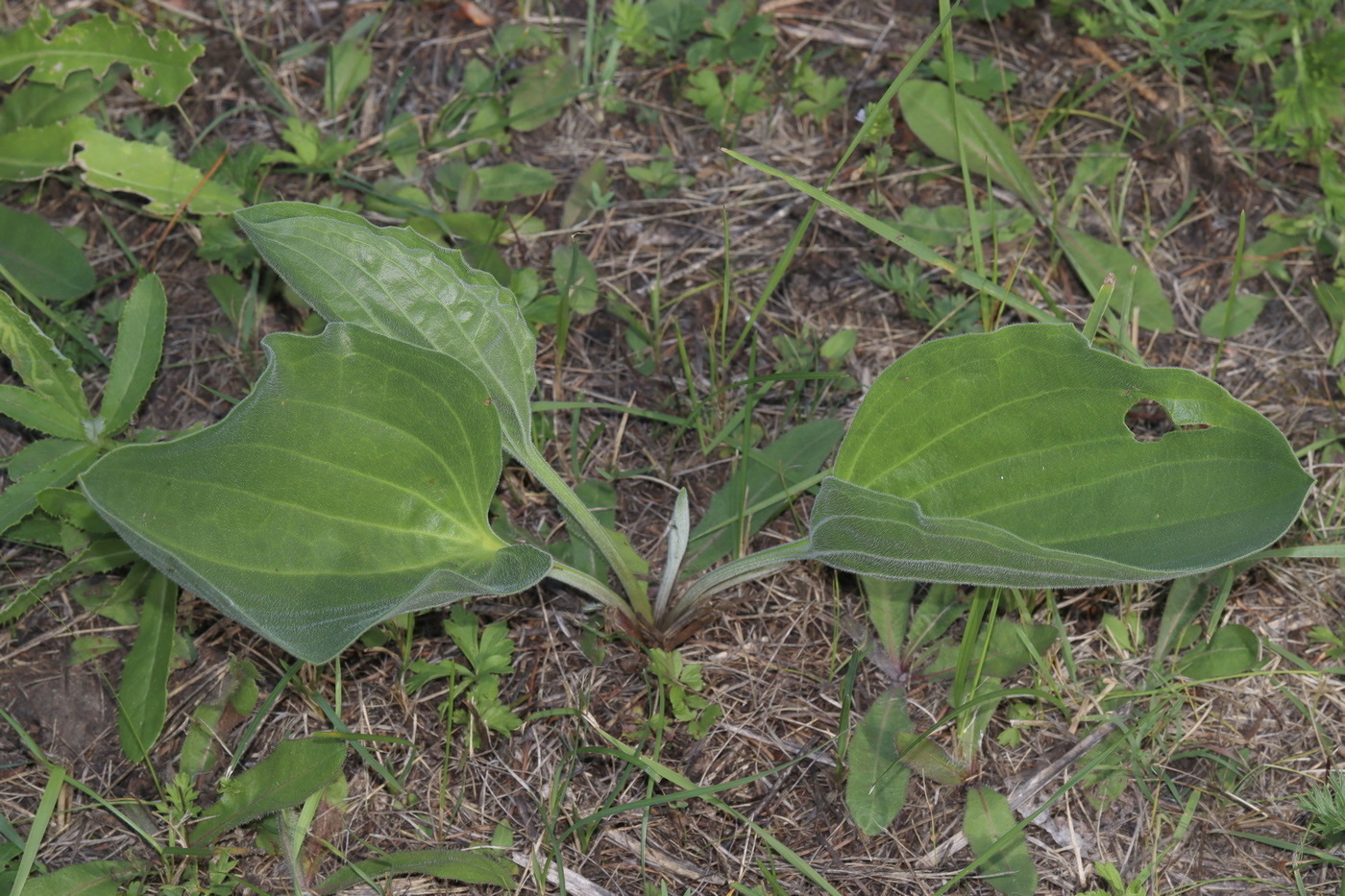 Image of Plantago maxima specimen.