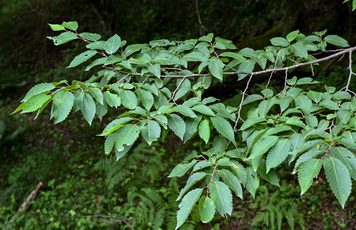 Изображение особи Carpinus betulus.