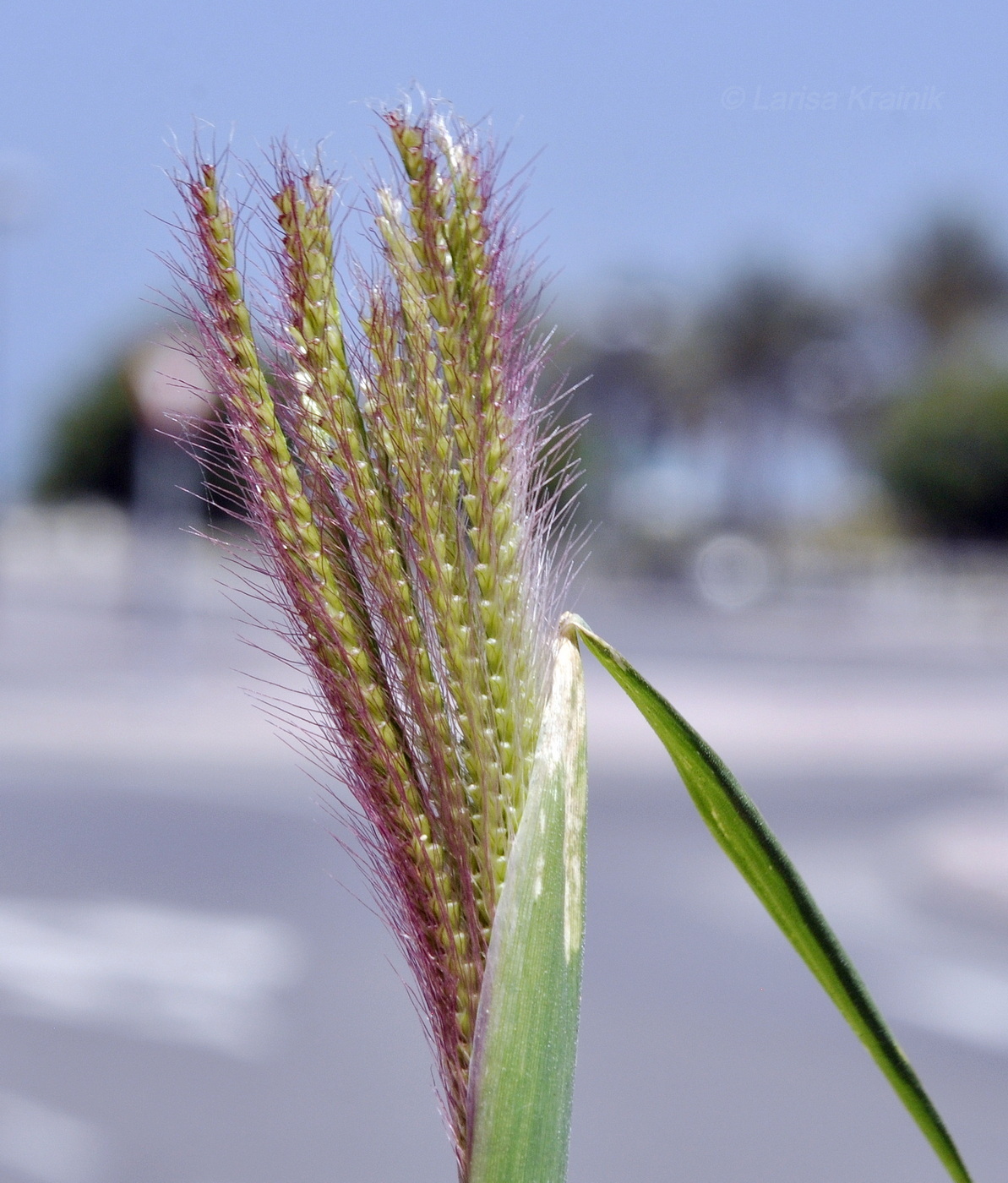 Image of genus Chloris specimen.