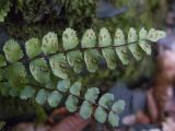 Asplenium trichomanes subspecies inexpectans. Верхушка вайи с сорусами (вид на абаксиальную поверхность). Краснодарский край, м/о г. Новороссийск, северный склон горы Сахарная Голова, ≈ 300 м н.у.м., глубокая балка с ручьём в тенистом дубово-грабовом лесу, скальное обнажение. 10.12.2017.