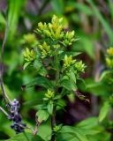 Solidago virgaurea подвид dahurica. Верхушка побега с нераспустившимися соцветиями. Сахалин, Корсаковский гор. округ, мыс Слюда, подножие лугового склона. 15.08.2022.