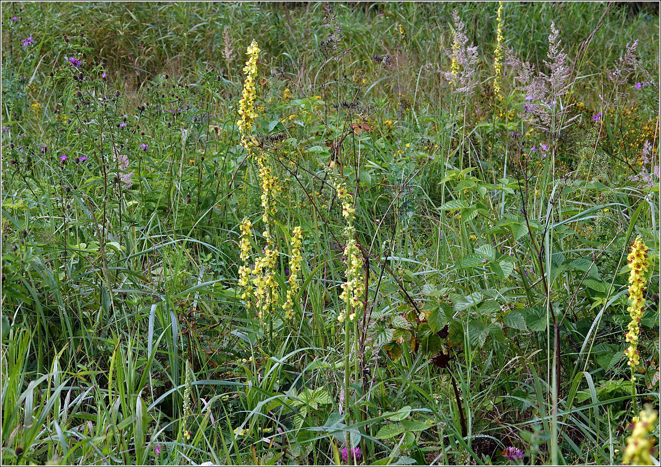 Image of Verbascum nigrum specimen.