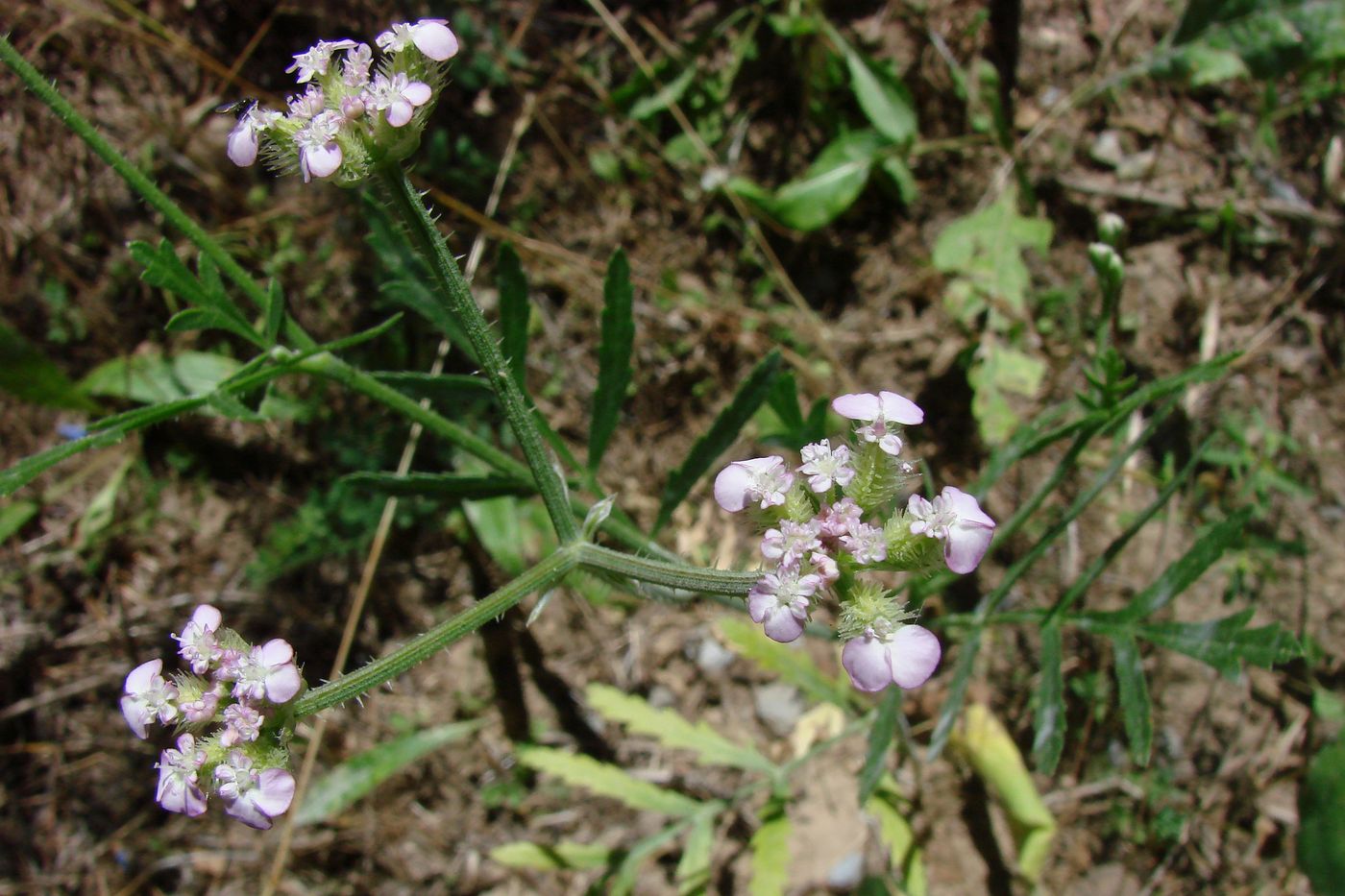 Image of Turgenia latifolia specimen.