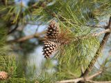 Pinus sylvestris. Верхушка побега с шишками. Краснодар, парк \"Краснодар\", Японский сад, в культуре. 01.01.2024.