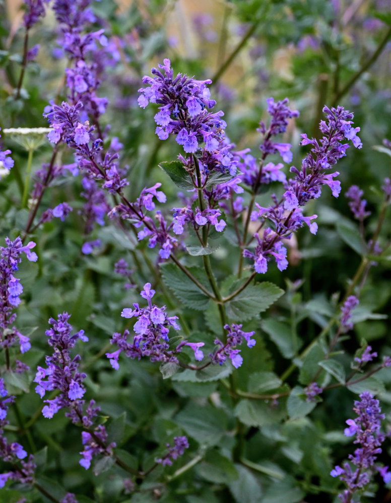 Изображение особи Nepeta grandiflora.