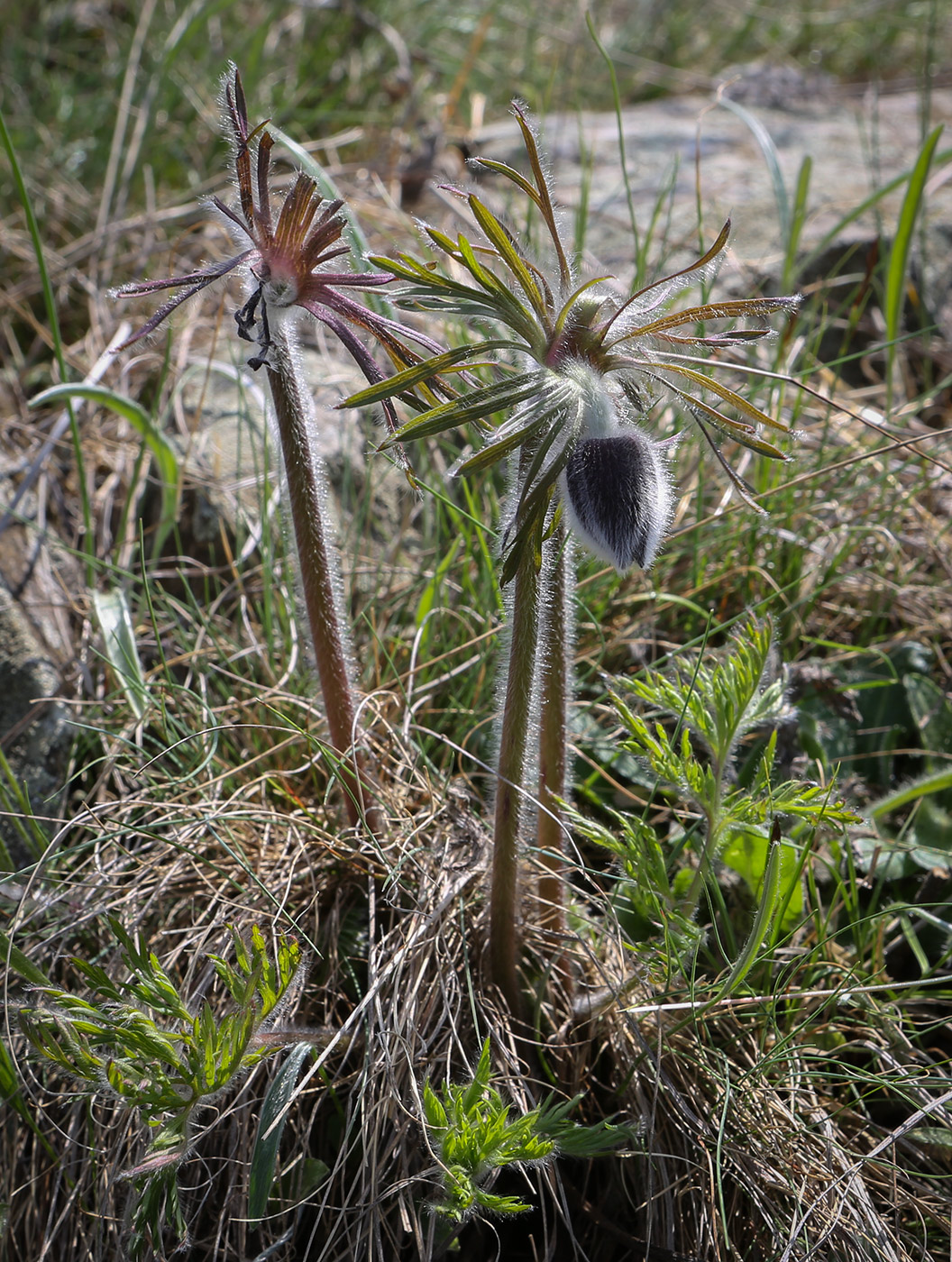 Image of Pulsatilla pratensis specimen.