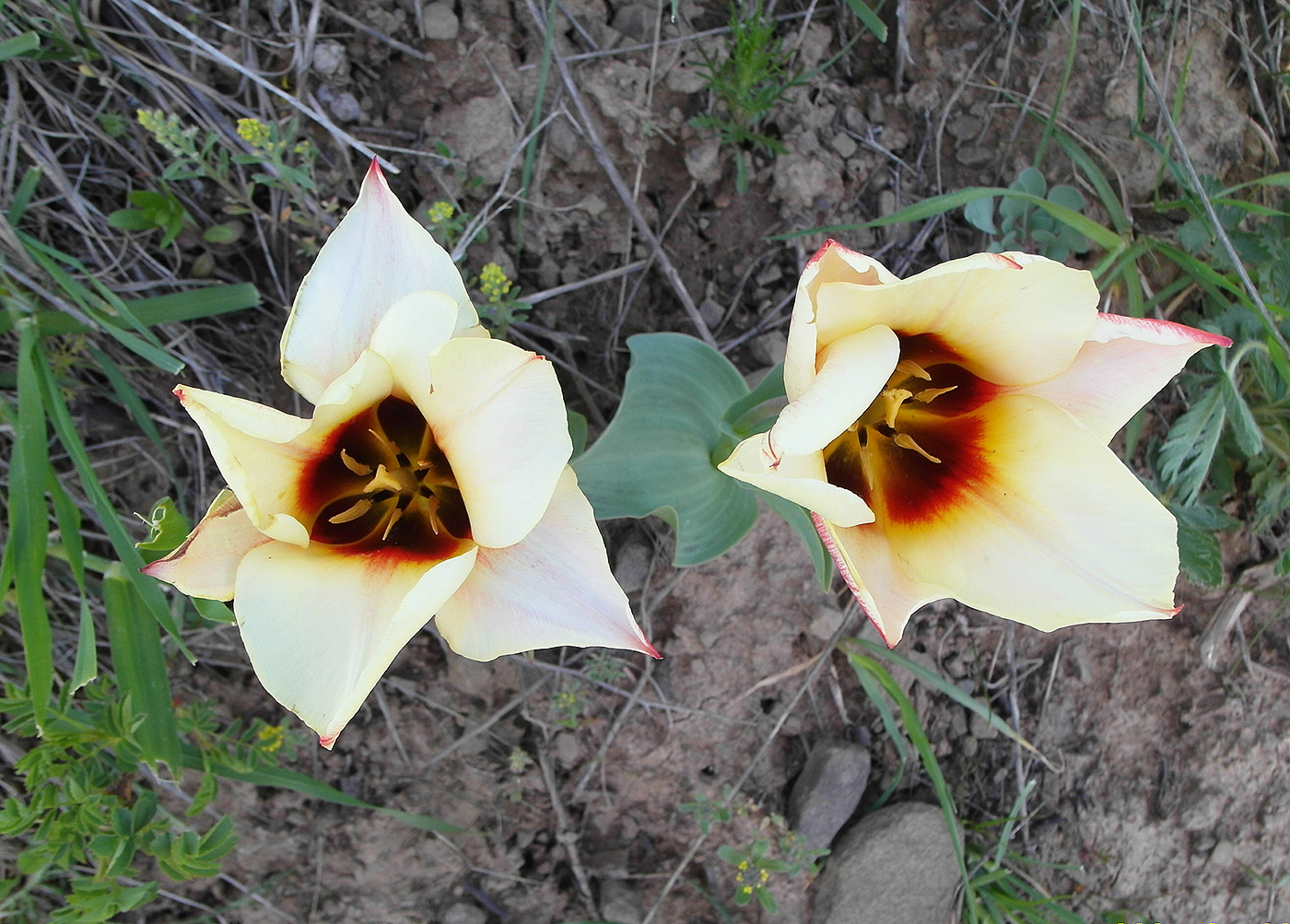 Image of genus Tulipa specimen.