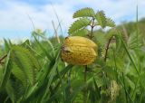 Fritillaria ophioglossifolia. Цветок. Адыгея, Кавказский биосферный заповедник, хр. Каменное Море, субальпийский луг, выс. ≈ 2000 м н.у.м. 12.06.2022.