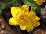 Caltha membranacea