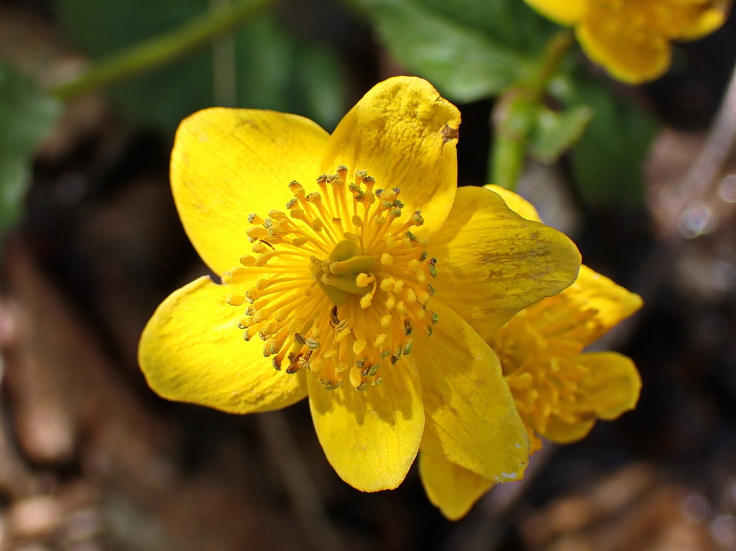 Изображение особи Caltha membranacea.