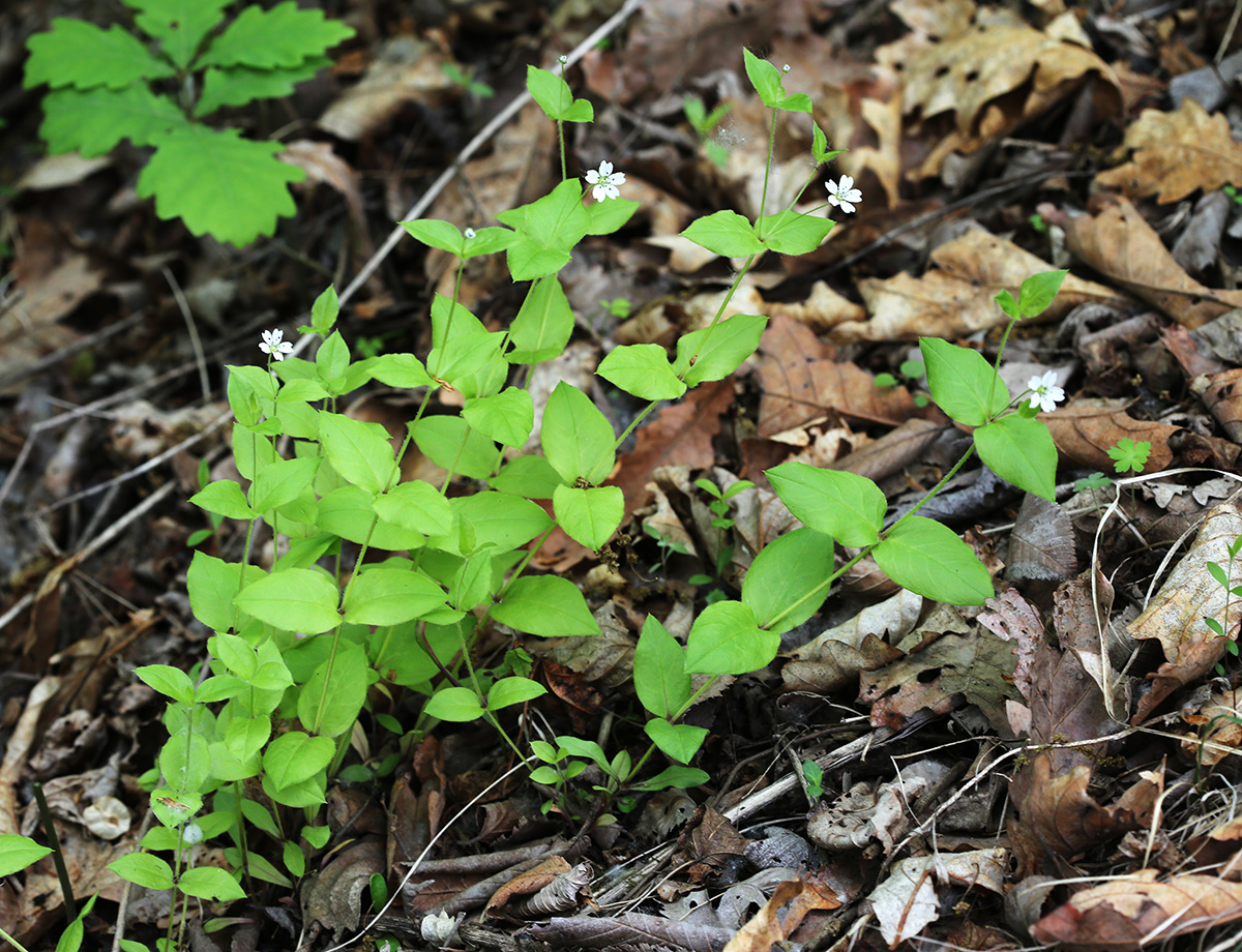 Изображение особи Pseudostellaria japonica.