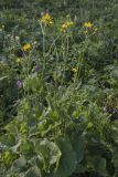 Doronicum macrophyllum