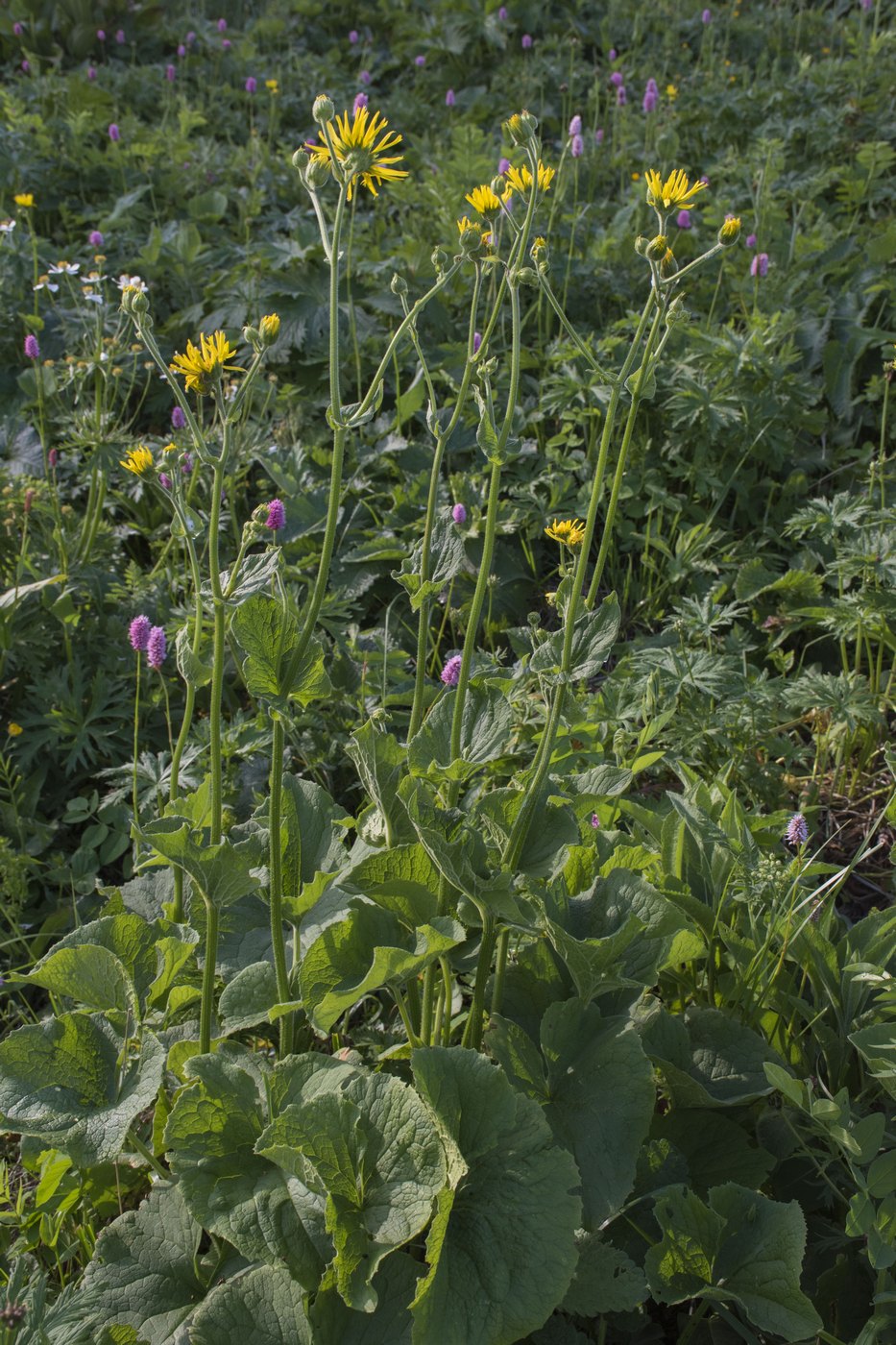 Изображение особи Doronicum macrophyllum.