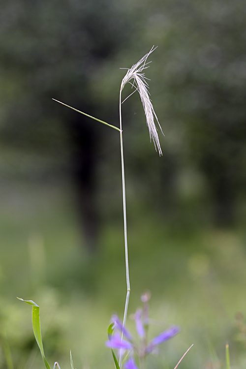 Image of Hordeum bulbosum specimen.