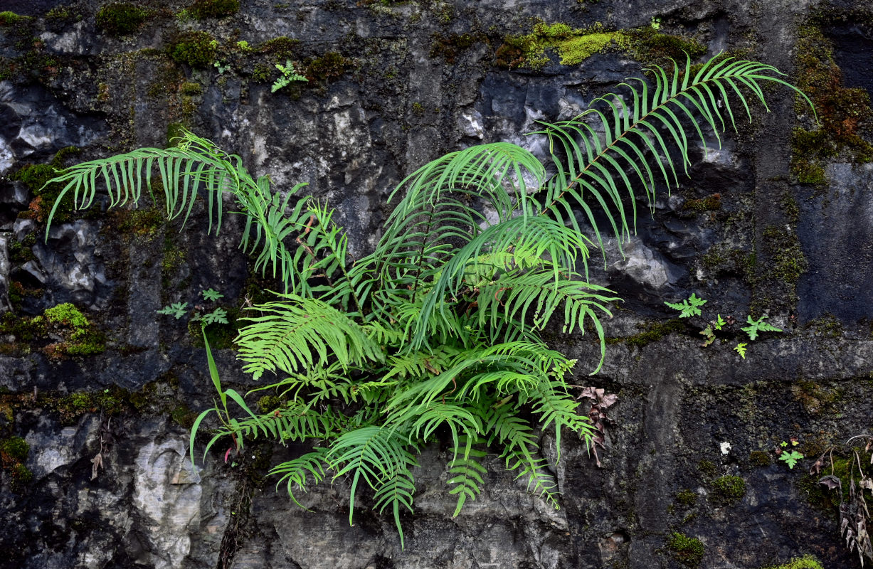 Изображение особи Pteris vittata.