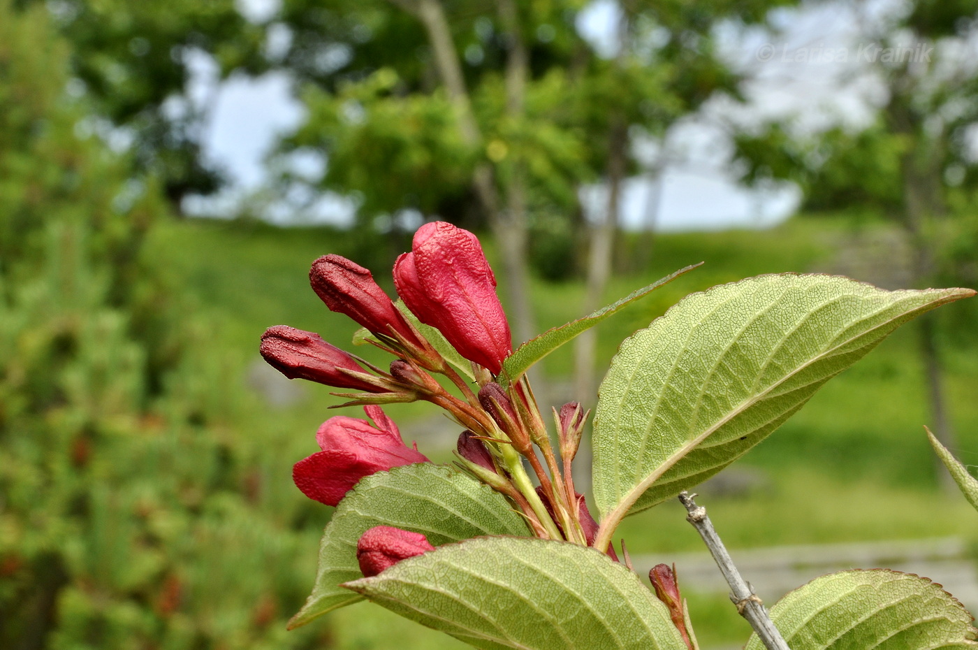 Изображение особи Weigela hortensis.