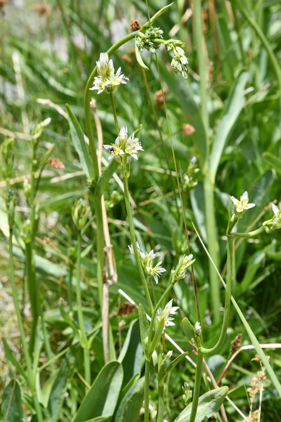 Image of Swertia lactea specimen.