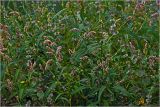 Persicaria lapathifolia. Цветущие растения. Московская обл., Раменский р-н, окр. дер. Хрипань, садовый участок. 08.08.2024.