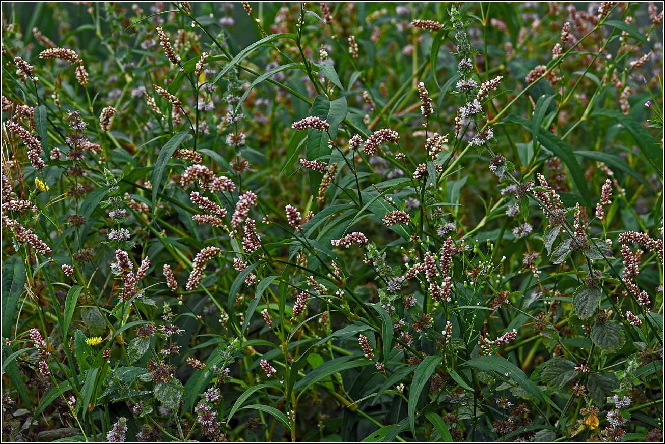 Изображение особи Persicaria lapathifolia.