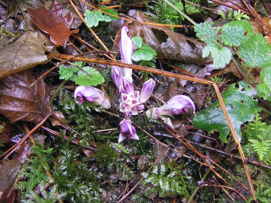 Image of Lathraea clandestina specimen.