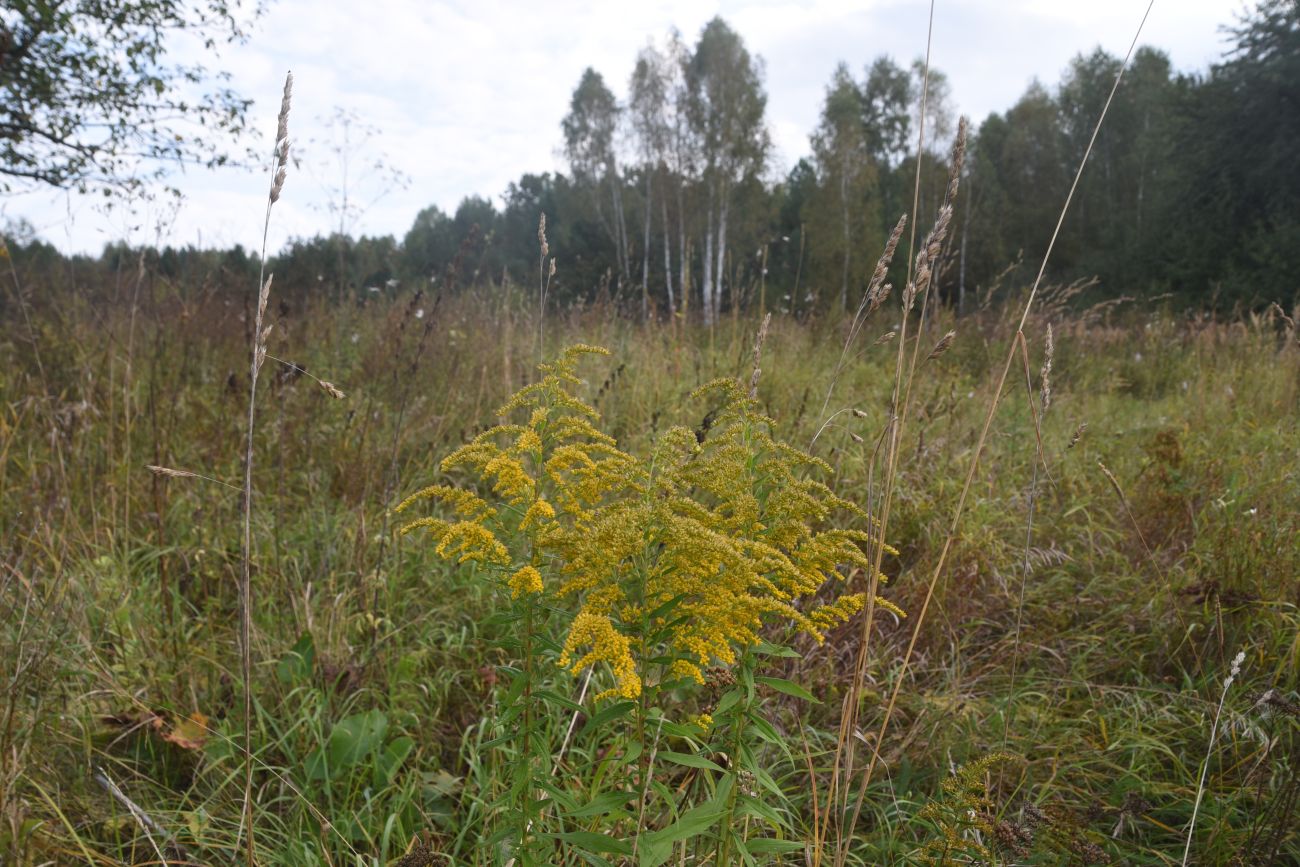 Изображение особи Solidago canadensis.