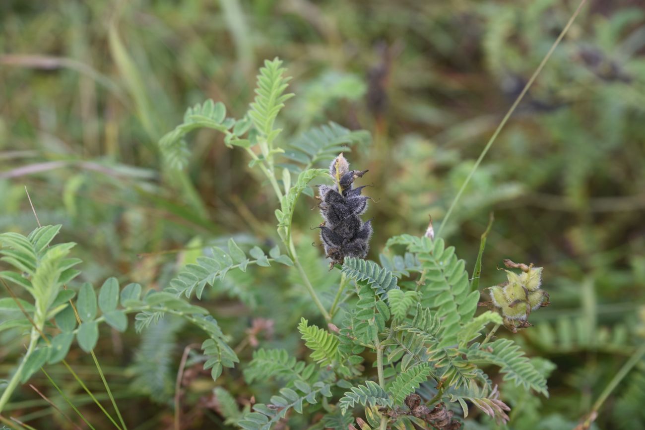 Изображение особи Astragalus cicer.