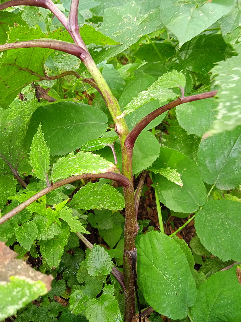 Изображение особи Cicerbita macrophylla.