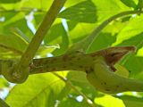 Juglans mandshurica. Верхушка побега с основаниями черешков листьев. Хабаровский край, окр. г. Комсомольск-на-Амуре, Силинский лесопарк, обочина лесной дороги. 23.09.2024.