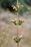 Phlomoides hissarica