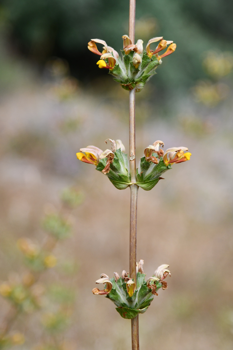 Image of Phlomoides hissarica specimen.