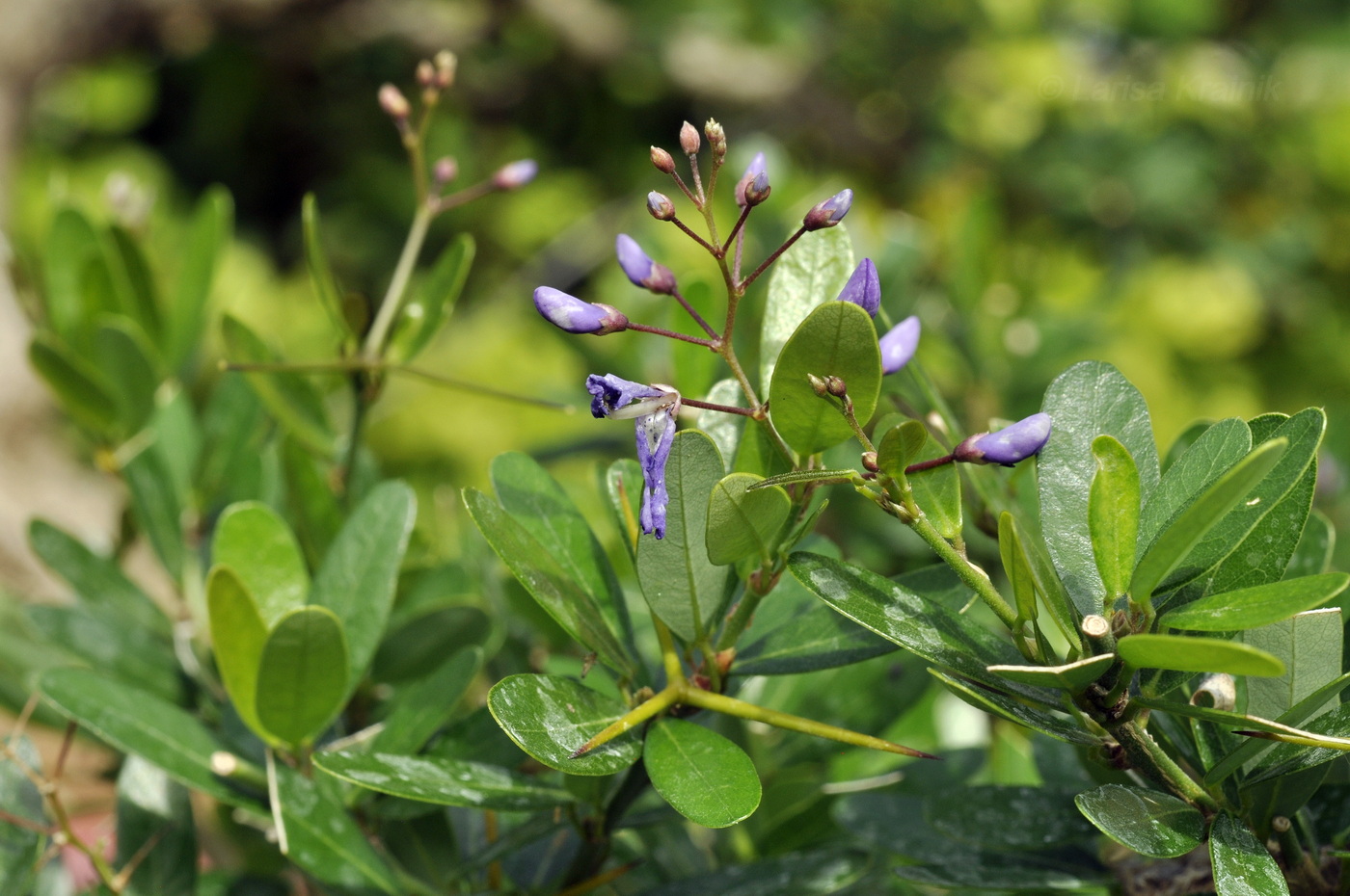 Изображение особи род Desmodium.