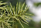 genus Cyperus. Соцветие. Таиланд, Бангкок, Донмыанг, пустырь среди городской застройки. 23.07.2024.