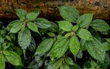 Pilea sinofasciata