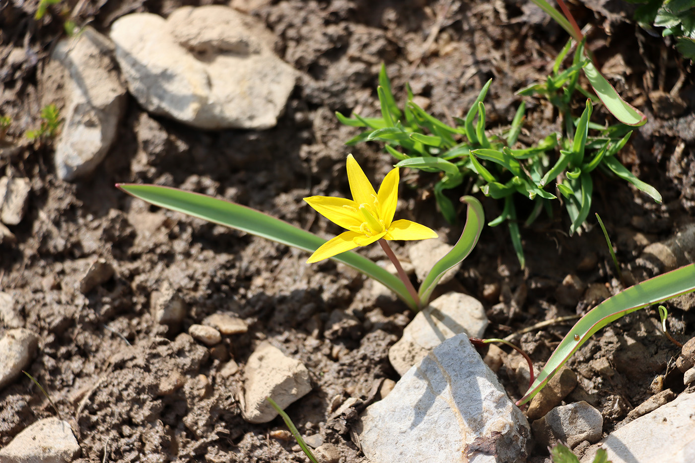 Изображение особи Tulipa dasystemon.