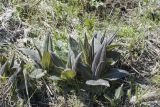 Cirsium helenioides