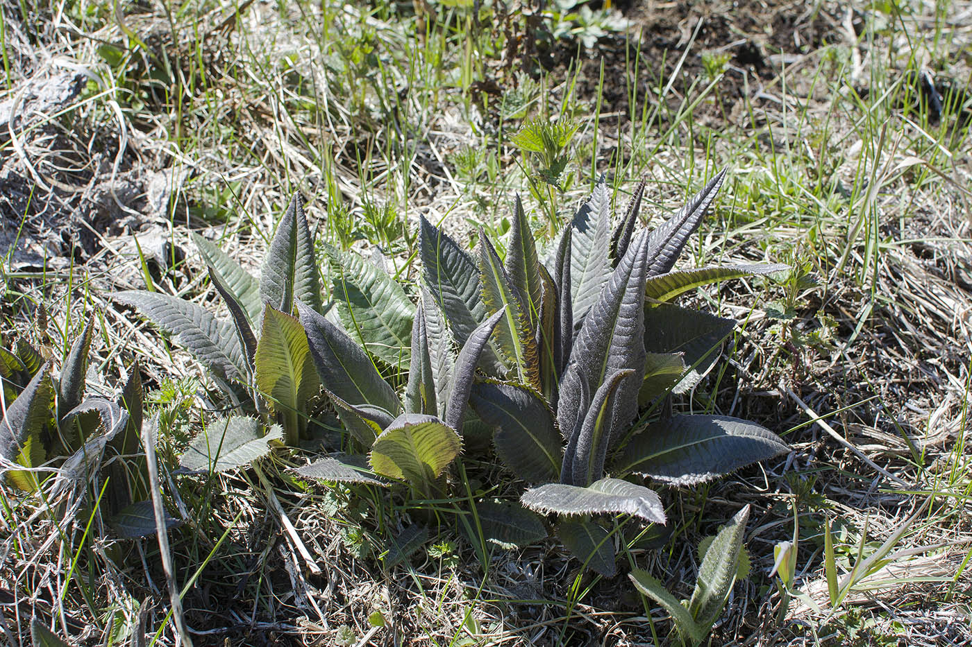 Изображение особи Cirsium helenioides.