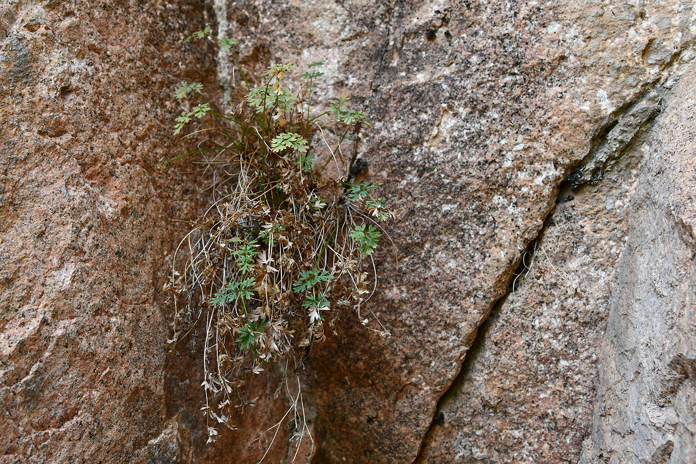 Image of Tschulaktavia saxatilis specimen.