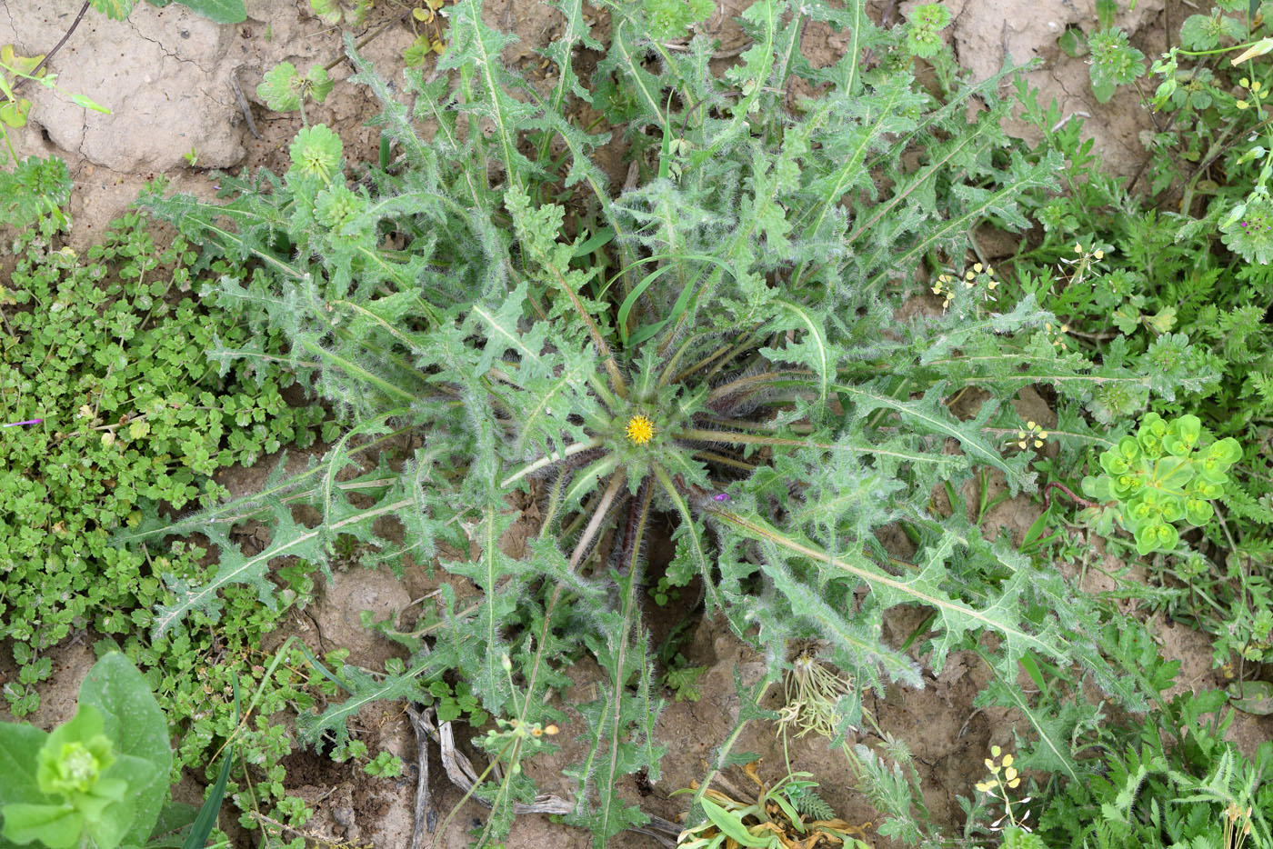 Изображение особи Centaurea benedicta.